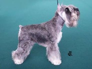 dog image background