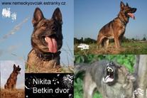 dog image background