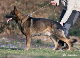 Asamoah von der schwarzen Meute Asamoah von der schwarzen Meute