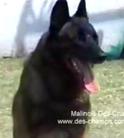 dog image background