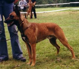 Bandit von der heißen Hexe Bandit von der heißen Hexe