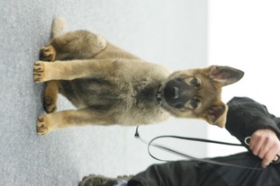 Wolf's Donga Wolf's Donga