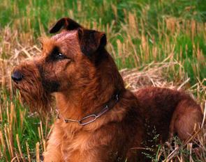 Beddy Gelert Ursa Toddy Beddy Gelert Ursa Toddy