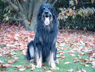Andros von Eisighofen Andros von Eisighofen