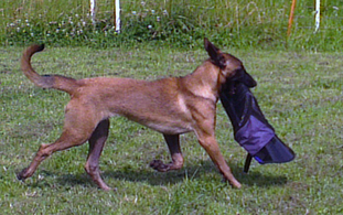 Ayasha Amitola vom Kieferneck Ayasha Amitola vom Kieferneck