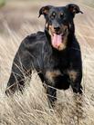 Dixie des Alexines