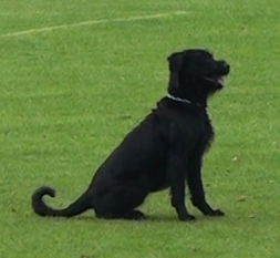 Manja vom Diemberg Manja vom Diemberg