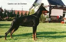 Qastra van de Donken