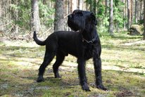 Gigabit Black Bear