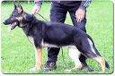 Ema vom Österfeld Ema vom Österfeld