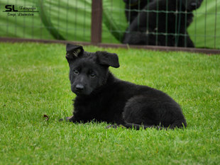 Chili von der Edermündung Chili von der Edermündung