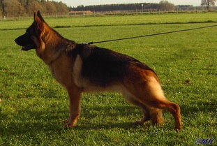 Lilli vom Wildsteiger Land Lilli vom Wildsteiger Land