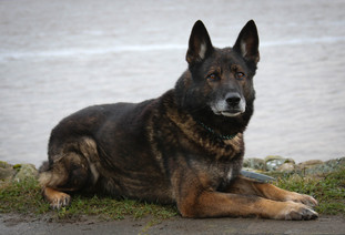 Grisco von den rauhen Sitten Grisco von den rauhen Sitten
