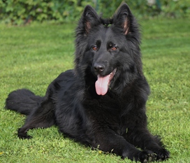 Indy des loups de Varnagile Indy des loups de Varnagile