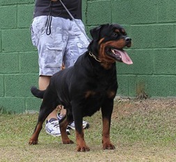 Cléo Benny Black Champion Cléo Benny Black Champion