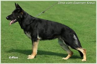 Dina vom Eisernen Kreuz Dina vom Eisernen Kreuz