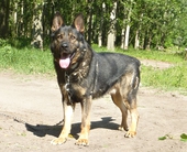 Biggi Anazus