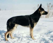 Valiant Val von Narnia