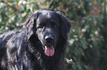 Bild von Gambo vom Haselrieder Wald