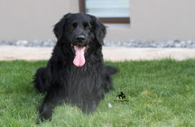 Bild von Gambo vom Haselrieder Wald