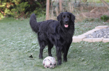 Bild von Gambo vom Haselrieder Wald