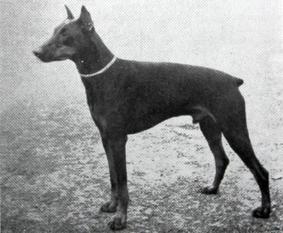 Casso von Kleinwaldheim Casso von Kleinwaldheim