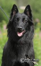 Fay Perro de la Casa Negra Fay Perro de la Casa Negra