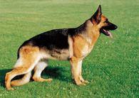 dog image background