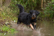 Bild von Satchmo vom Kloster Rohrbach