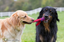 Bild von Satchmo vom Kloster Rohrbach