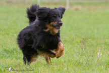 Bild von Satchmo vom Kloster Rohrbach