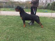 Conan delle Abbadesse