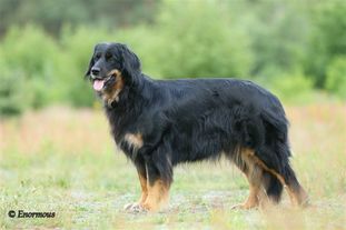 Enormous Charme Madra Enormous Charme Madra