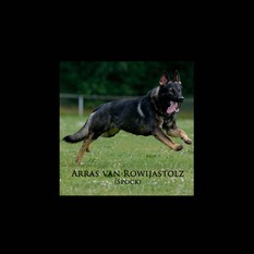 Arras van Rowijastolz Arras van Rowijastolz