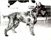 dog image background
