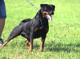 Ulla vom Steintor Rott Ulla vom Steintor Rott