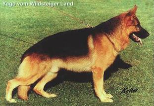 Yago vom Wildsteiger Land Yago vom Wildsteiger Land
