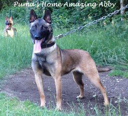 Puma's Home Amazing Abby Puma's Home Amazing Abby