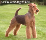 Joval Angel's Kiss