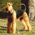 Quincy von Argonaut
