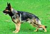 Asko von der Belferlein