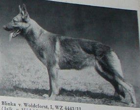 Blinka von der Woldeforst Blinka von der Woldeforst