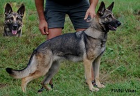 Finni Vikar