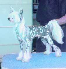 Ch Chargi's Excalibur By Jove Ch Chargi's Excalibur By Jove