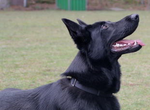 Roan vom Grubenländer Schupo Roan vom Grubenländer Schupo