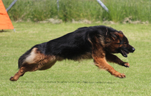 Balou (von der Hallertau)