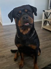 Akira von der Seitenhaus Akira von der Seitenhaus