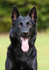 Sportshund Nella Sportshund Nella