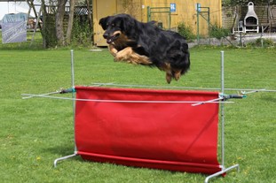 Jako ex Canis Lupus Jako ex Canis Lupus