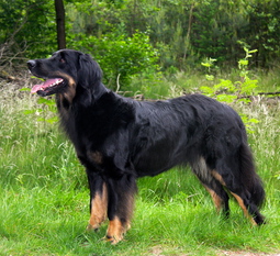 Gentle (NHSB 2746432) Gentle (NHSB 2746432)